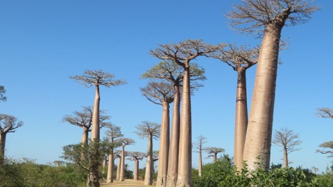 Madagascar